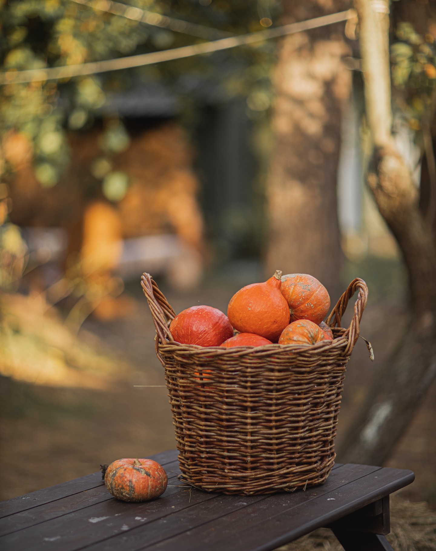 Tradiție Adaptată Tehnologiei